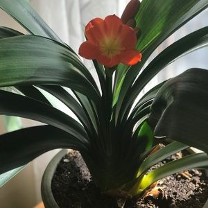 Meet your Posher, Tricia